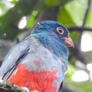 Image of Lattice-tailed Trogon