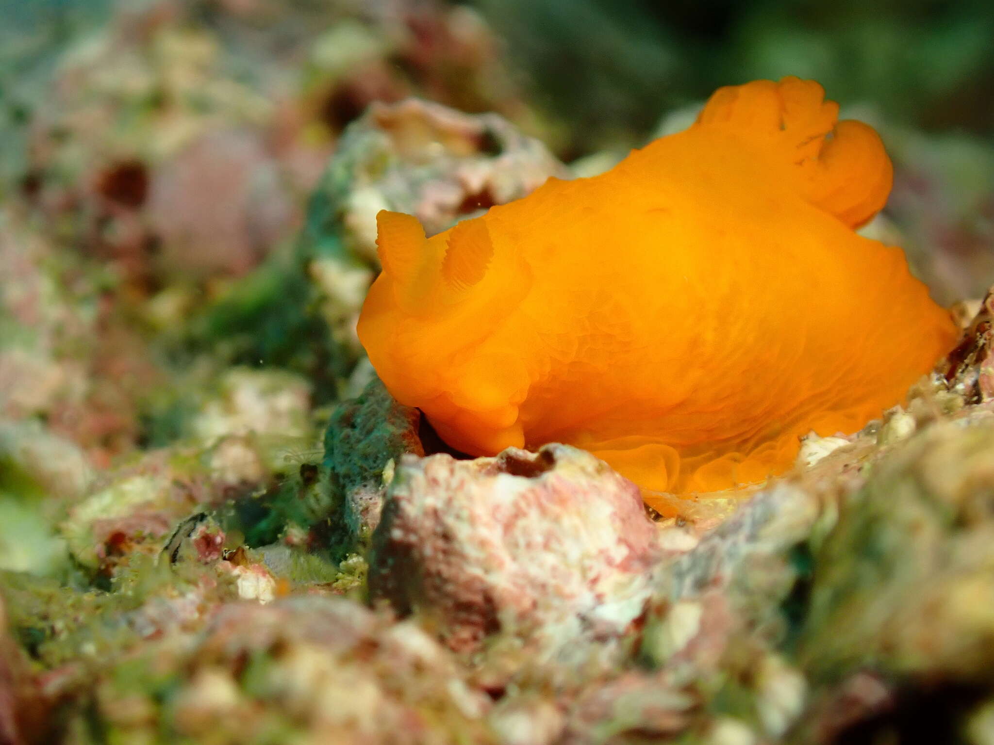 Image of Gymnodoris inornata (Bergh 1880)