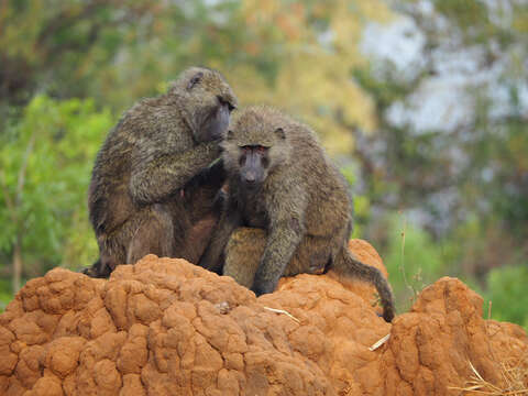 Image of Anubis Baboon