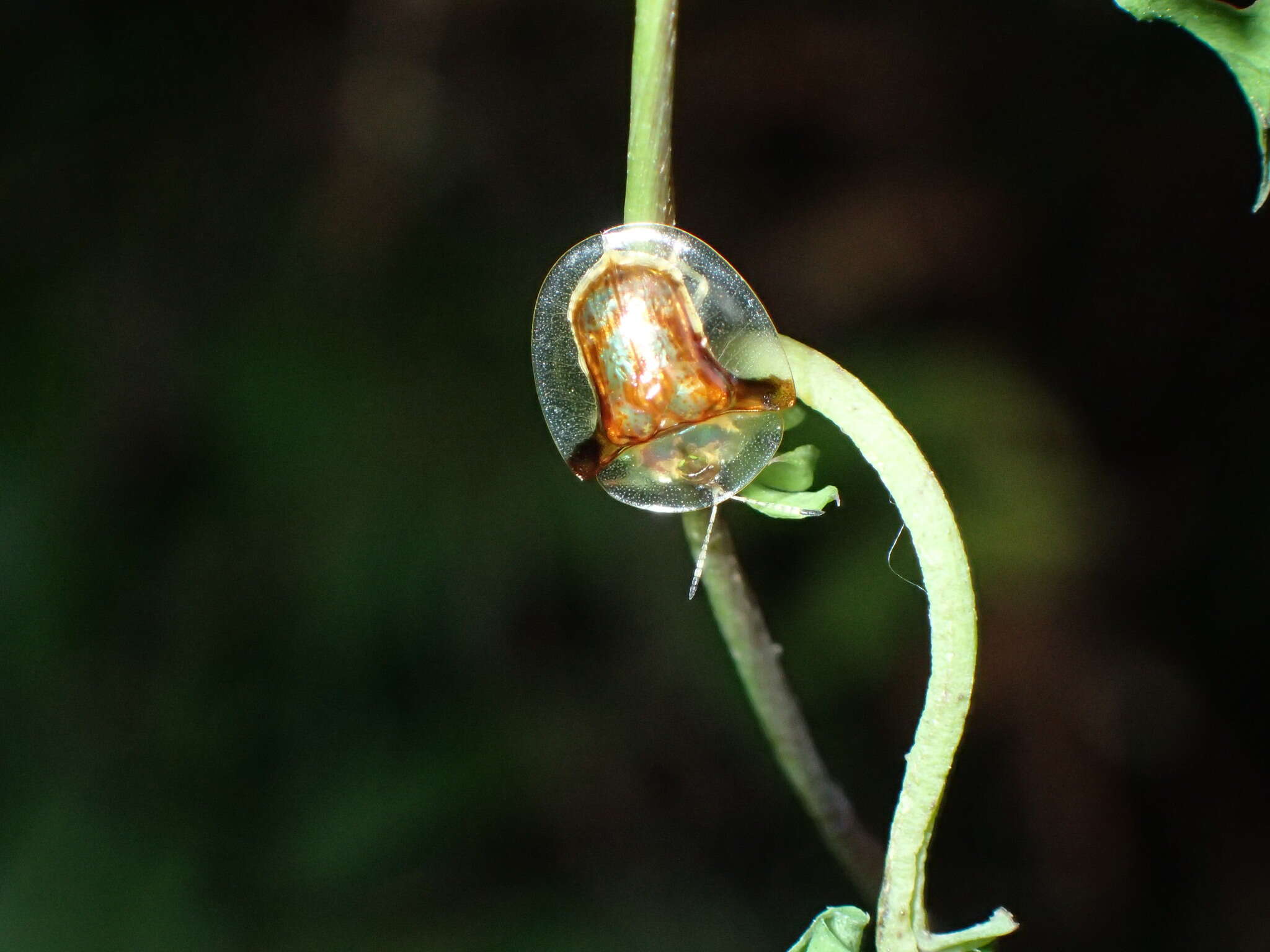 Image of Aspidimorpha (Aspidimorpha) furcata (Thunberg 1789)