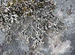 Image of Brownish monk's-hood lichen