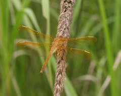 Image de Sympetrum uniforme (Selys 1883)