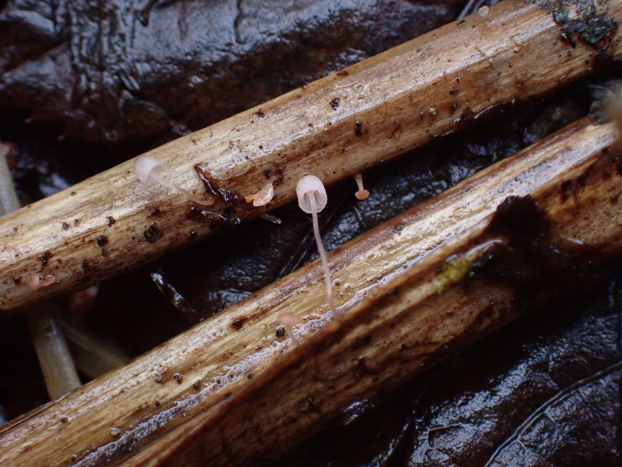 Слика од Mycena pterigena (Fr.) P. Kumm. 1871