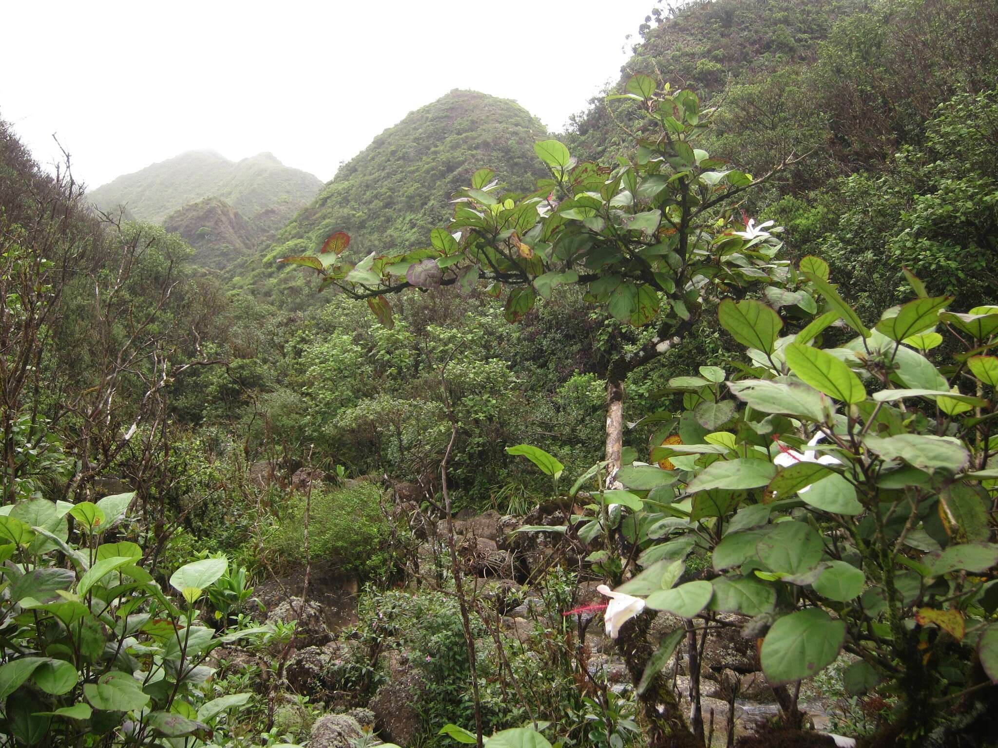 Sivun Hibiscus arnottianus subsp. punaluuensis (Skottsb.) D. Bates kuva