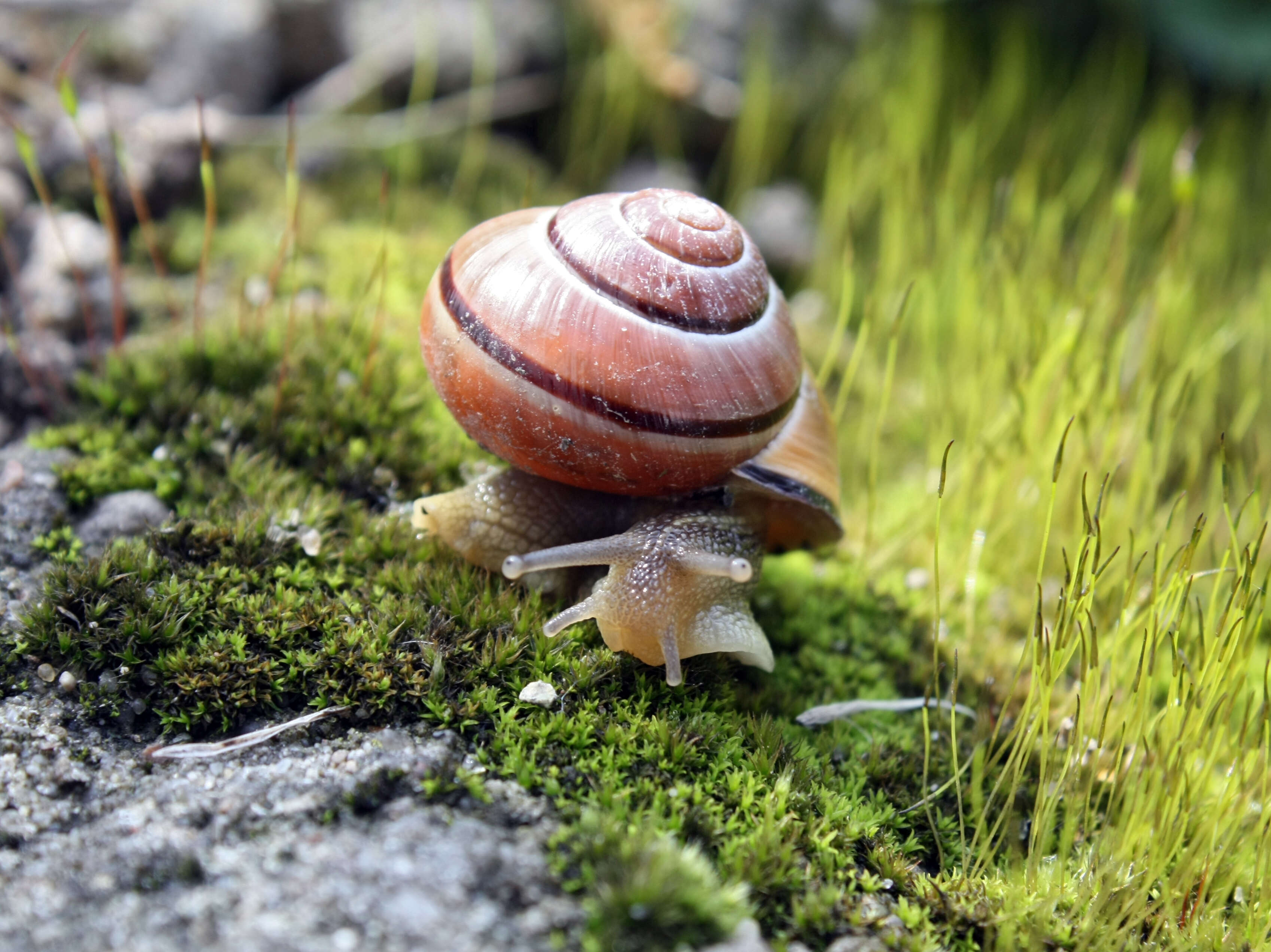 Image of Brown Lipped Snail