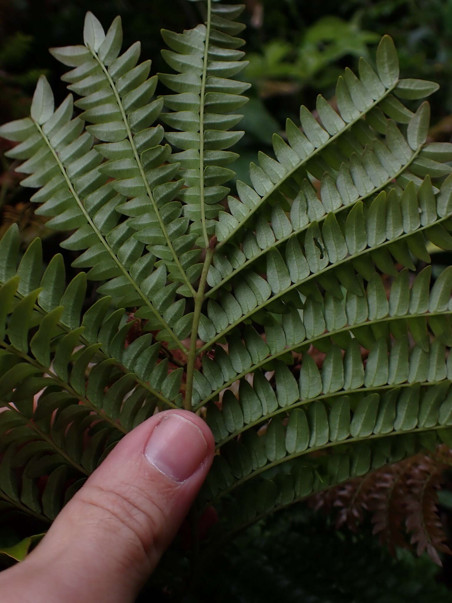 Image de Cojoba costaricensis Britton & Rose