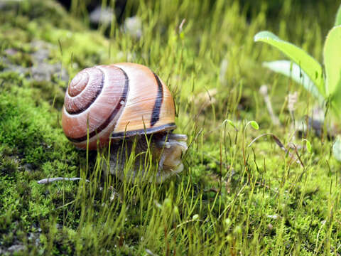 Image of Brown Lipped Snail