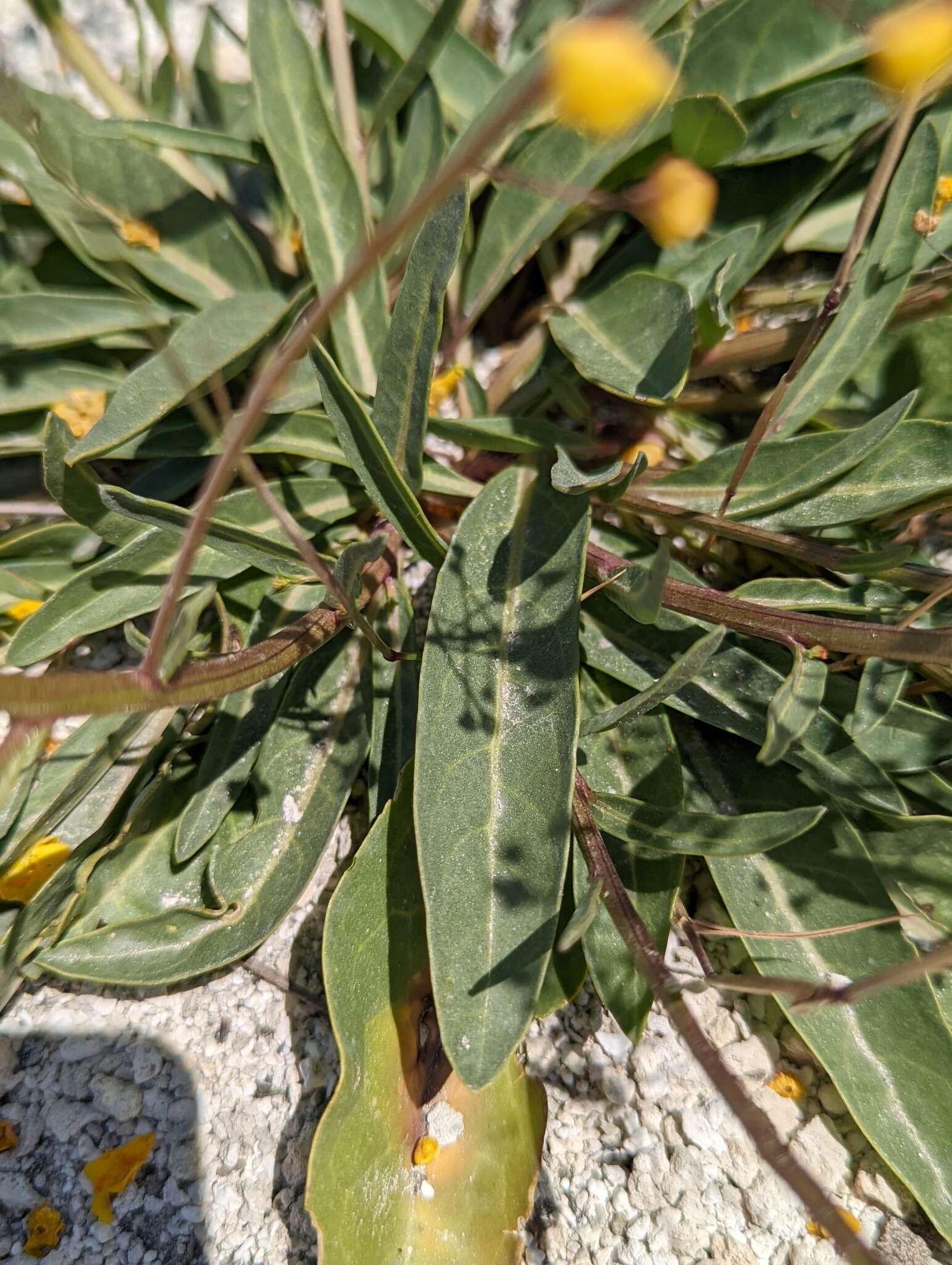 Image of Verbascum pyroliforme subsp. dudleyanum (Hub.-Mor.) Karavel. & Aytaç