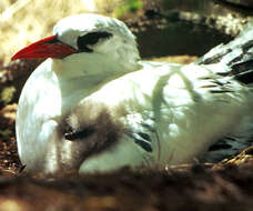 Image of Red-tailed Tropicbird