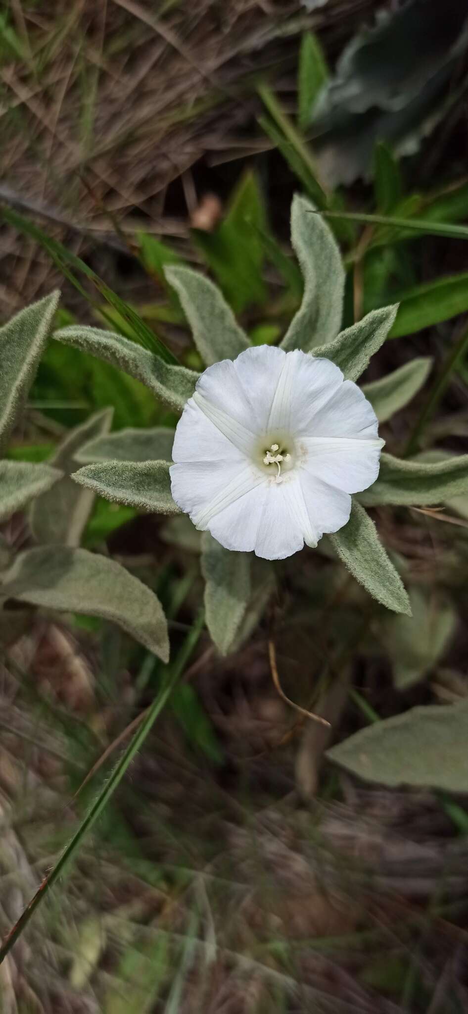 Image of Distimake tomentosus (Choisy) Petrongari & Sim.-Bianch.