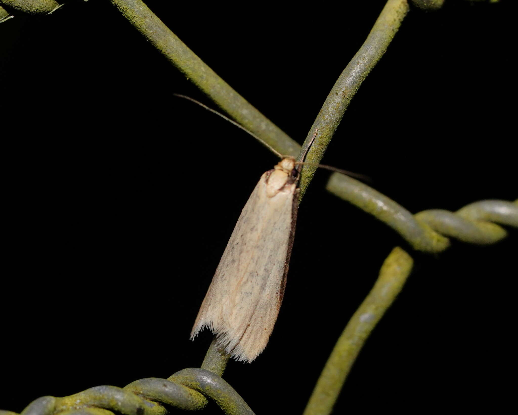 Image of Philobota latifissella Walker 1864