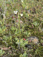 Image of padre's shootingstar