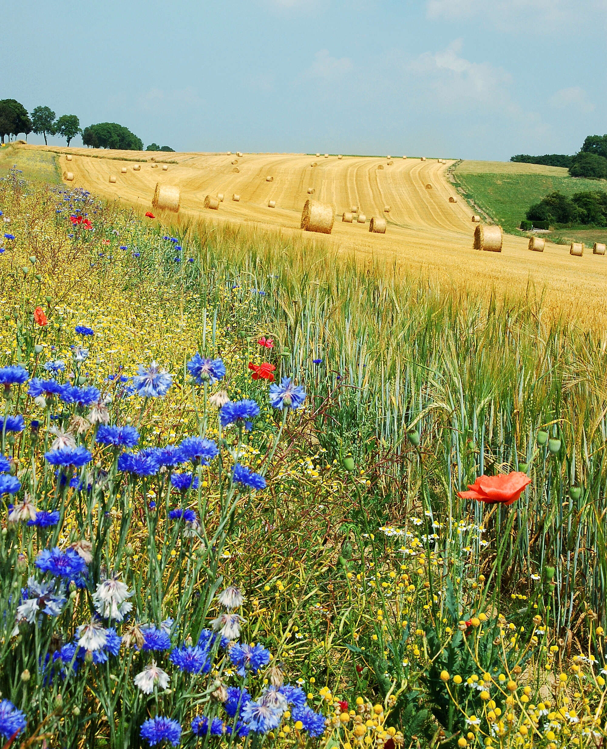 Image of corn poppy