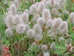 Image of Hare's-foot Clover