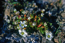 Plancia ëd Arenaria pseudofrigida (Ostenfeld & Dahl) Schischkin & Knorring