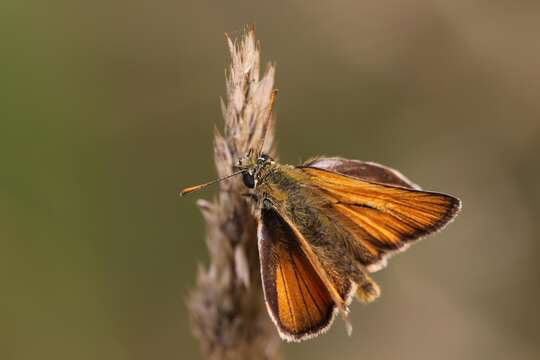 Image of small skipper