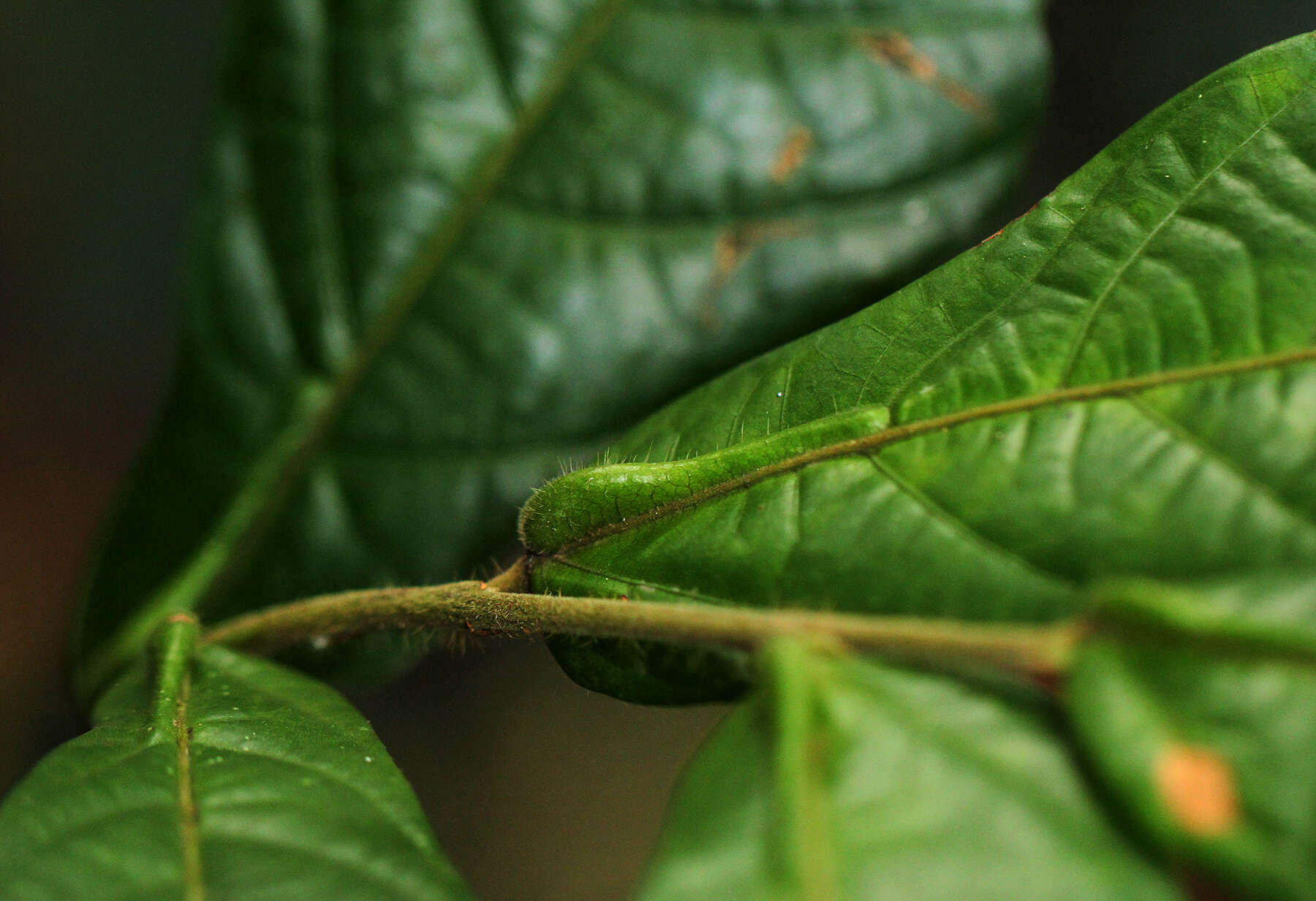 Image of Scaphopetalum thonneri De Wild.