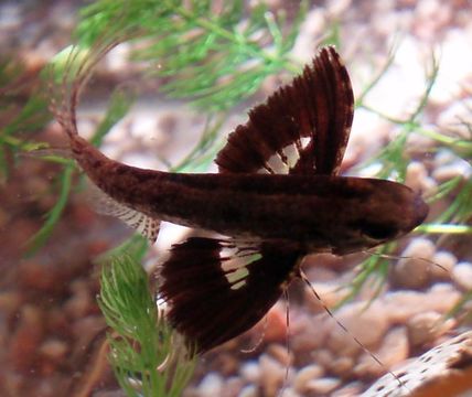 Image of Freshwater Butterfly fish