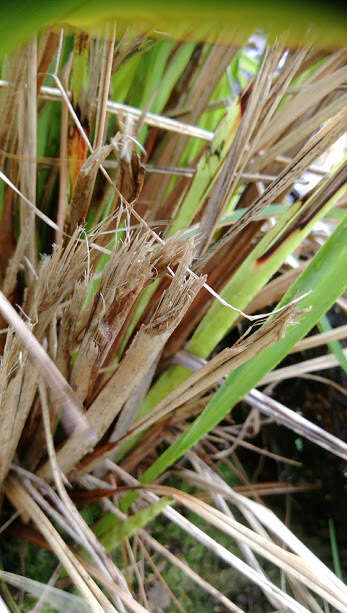 Image of Dianella latissima Heenan & de Lange