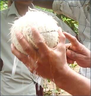 Image of coconut palm