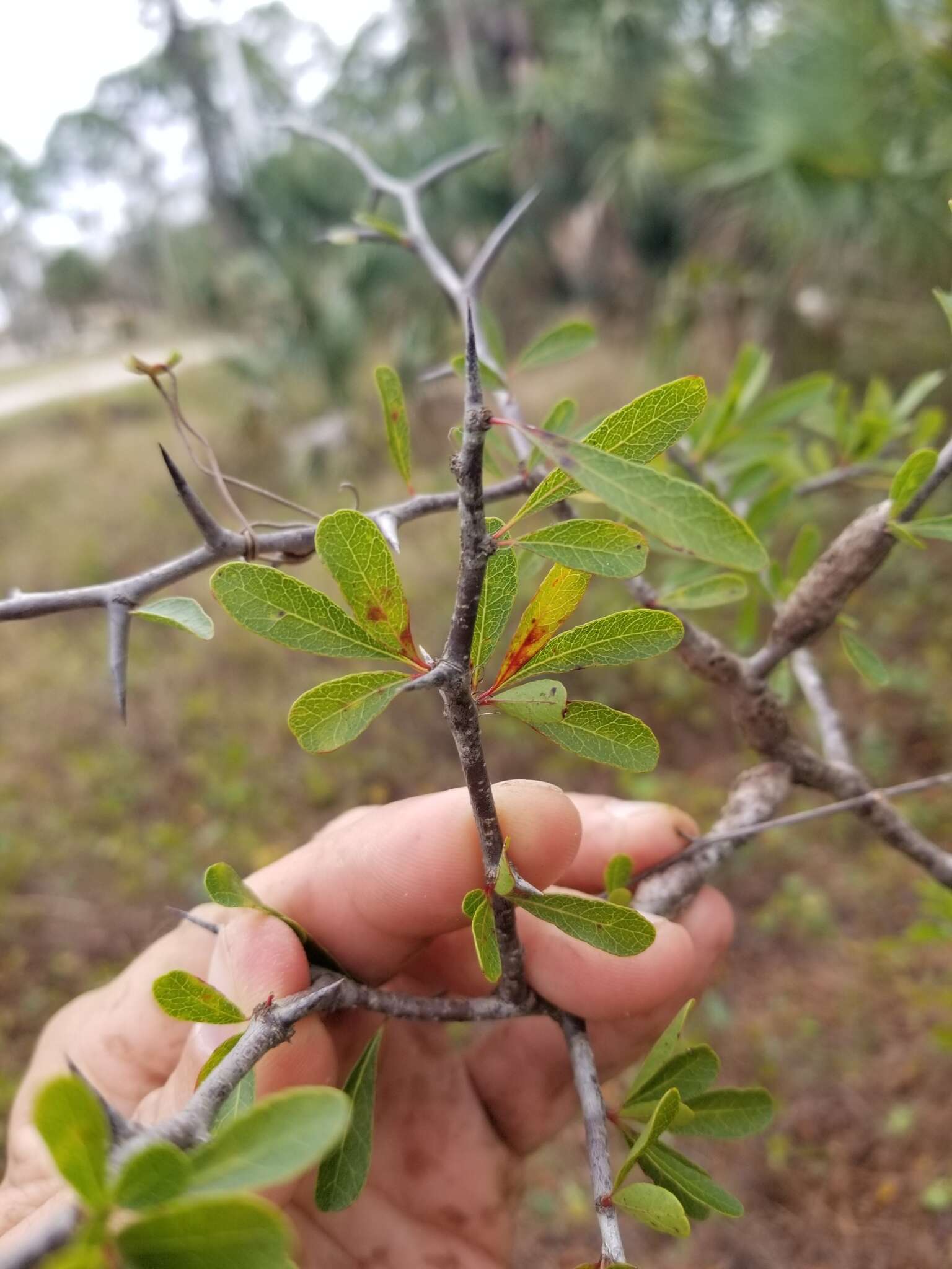 Image of Florida bully