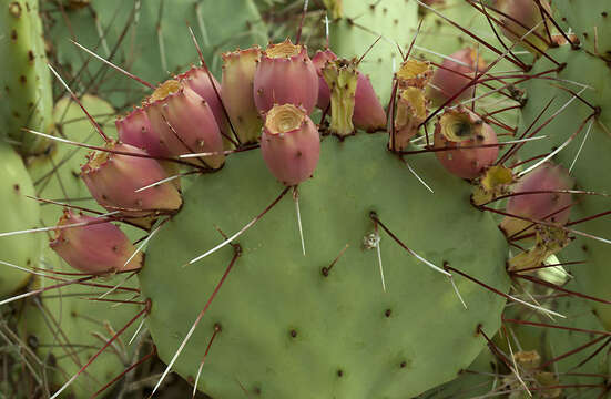 Image of Opuntia azurea var. diplopurpurea