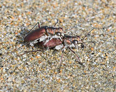 Image of Cicindela (Calomera) concolor Dejean 1822