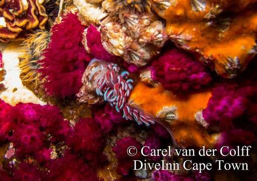 Image of coral nudibranch