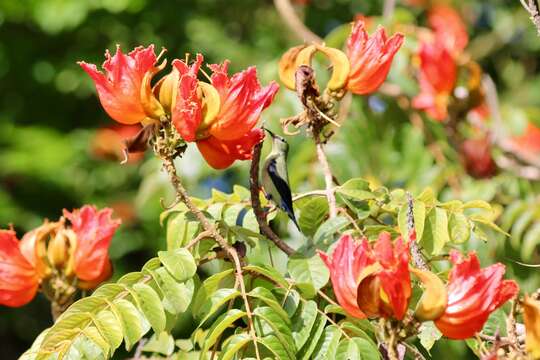 Image of Honeycreeper