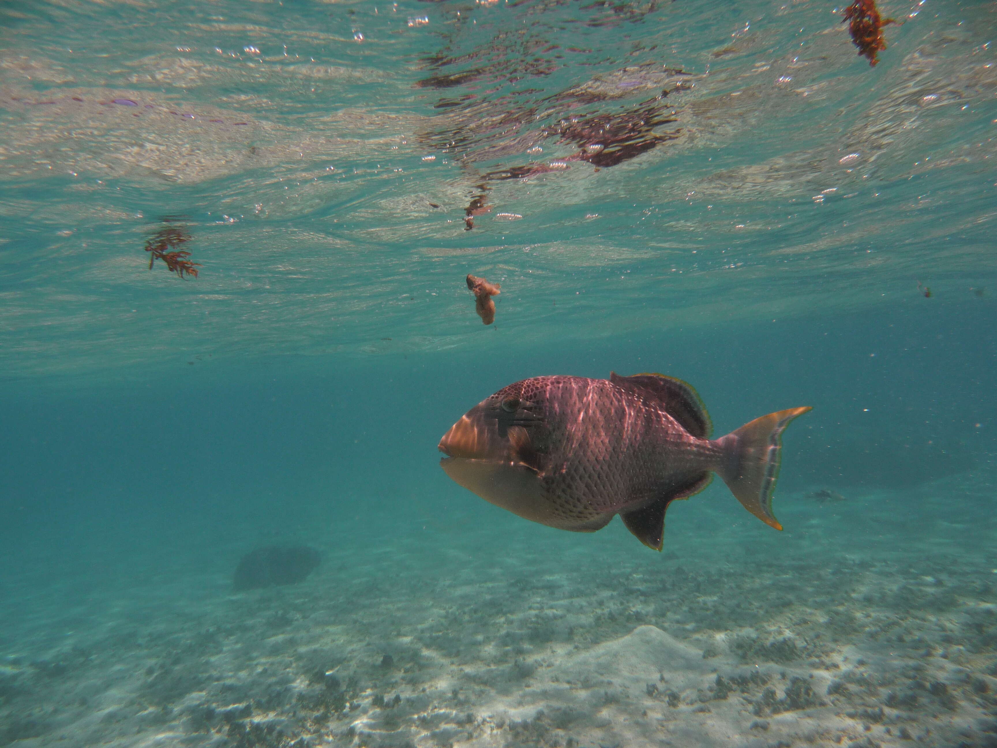 Image of Yellowmargin triggerfish