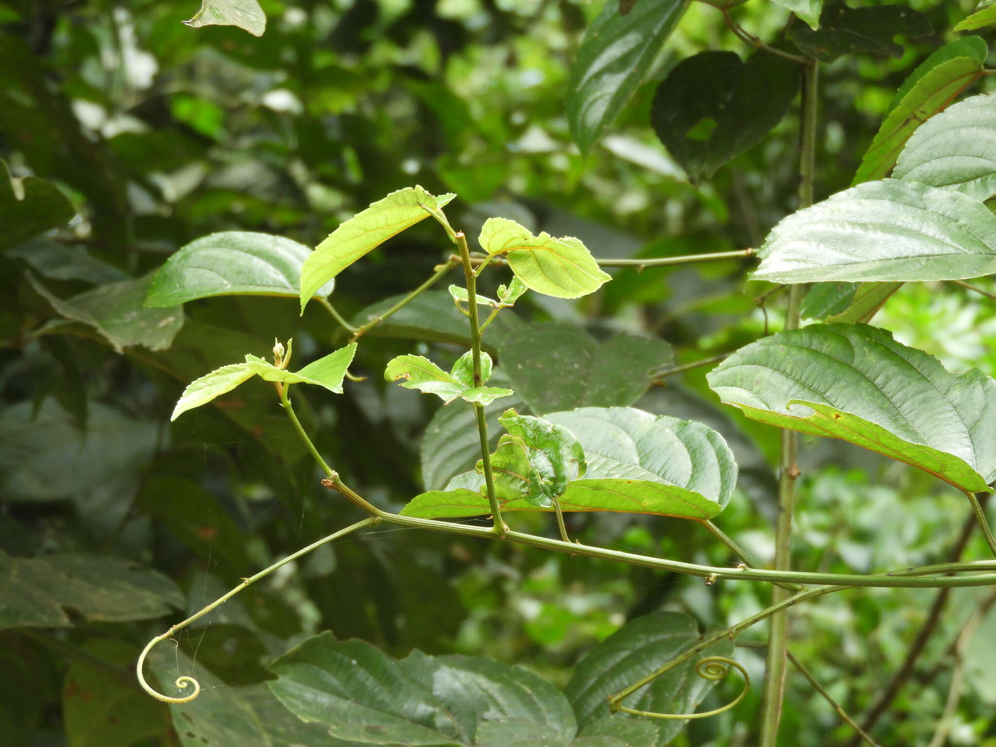 Image of Gouania longipetala Hemsl.