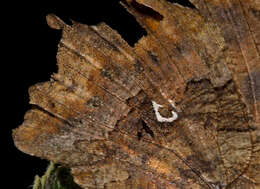 Image of Comma