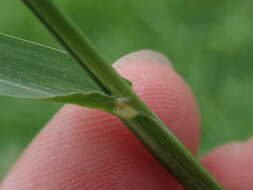 Image of Setaria flavida (Retz.) Veldkamp