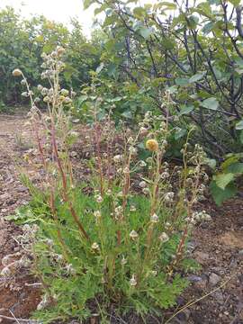 Image of Artemisia arctica