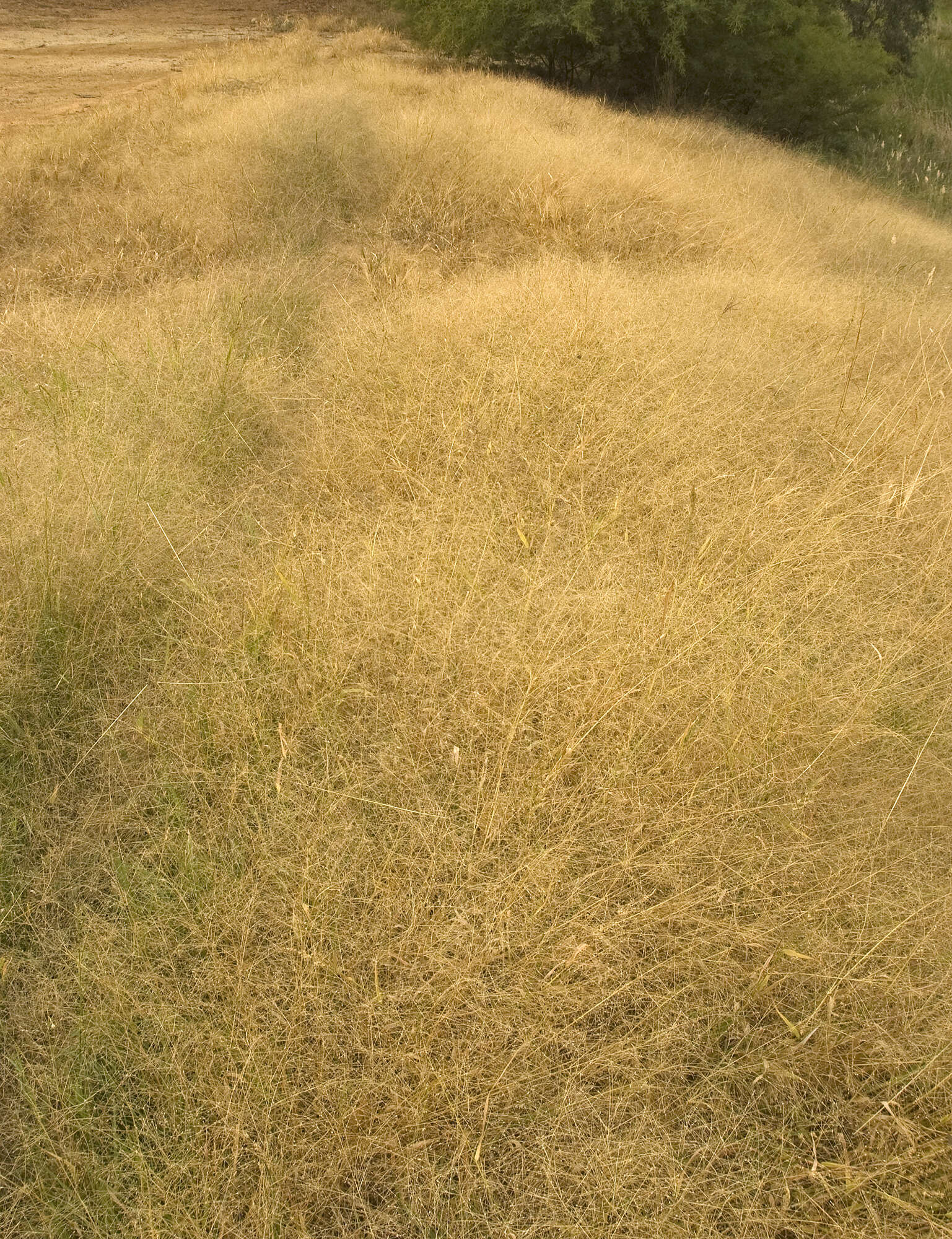 Image of Hairy Panic Grass