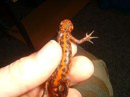 Image of Japanese Fire-bellied Newt