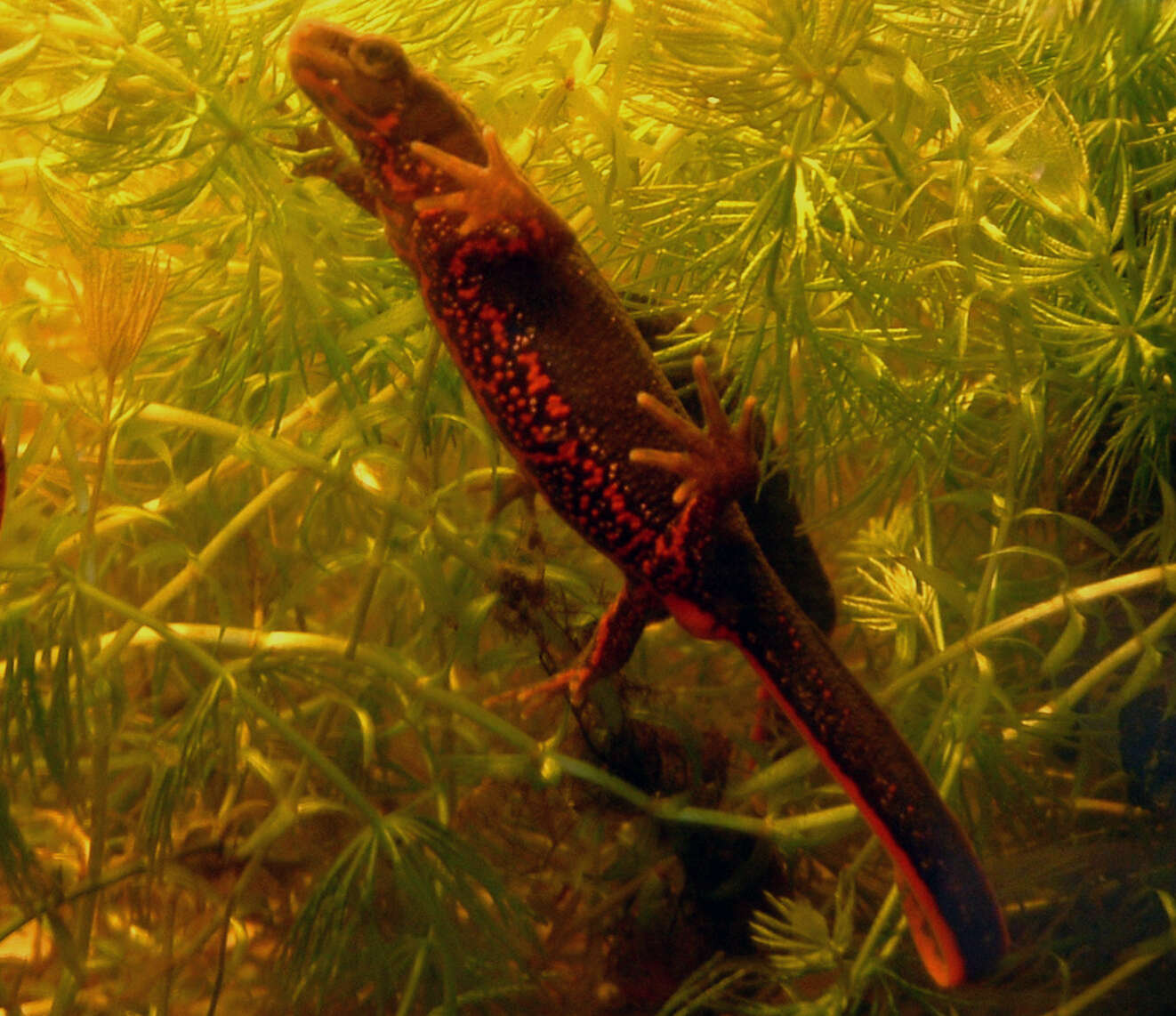 Image of Japanese Fire-bellied Newt