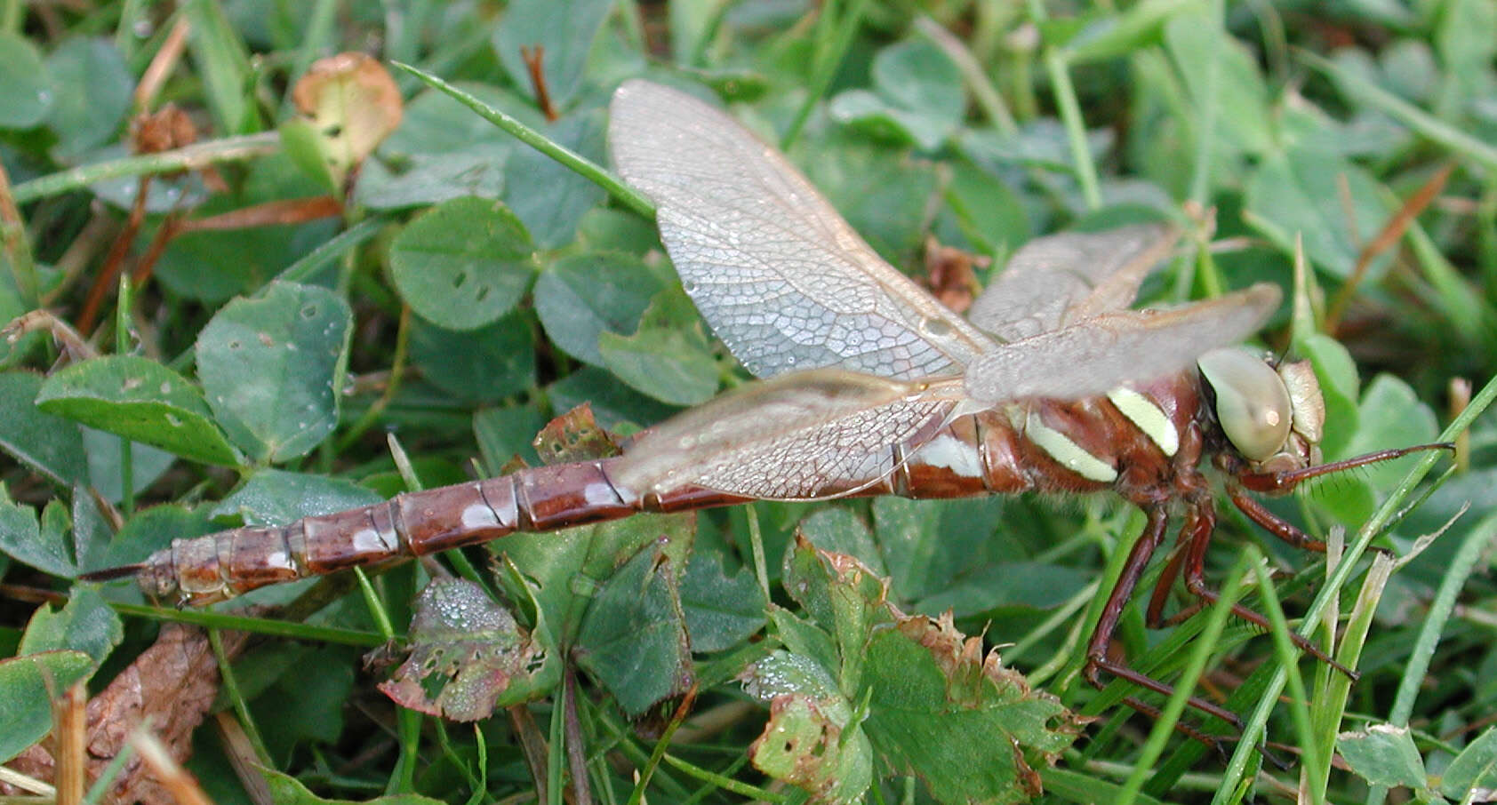 Image of Brown Hawker