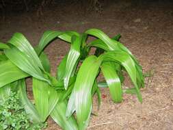 Imagem de Colchicum cilicicum (Boiss.) Dammer