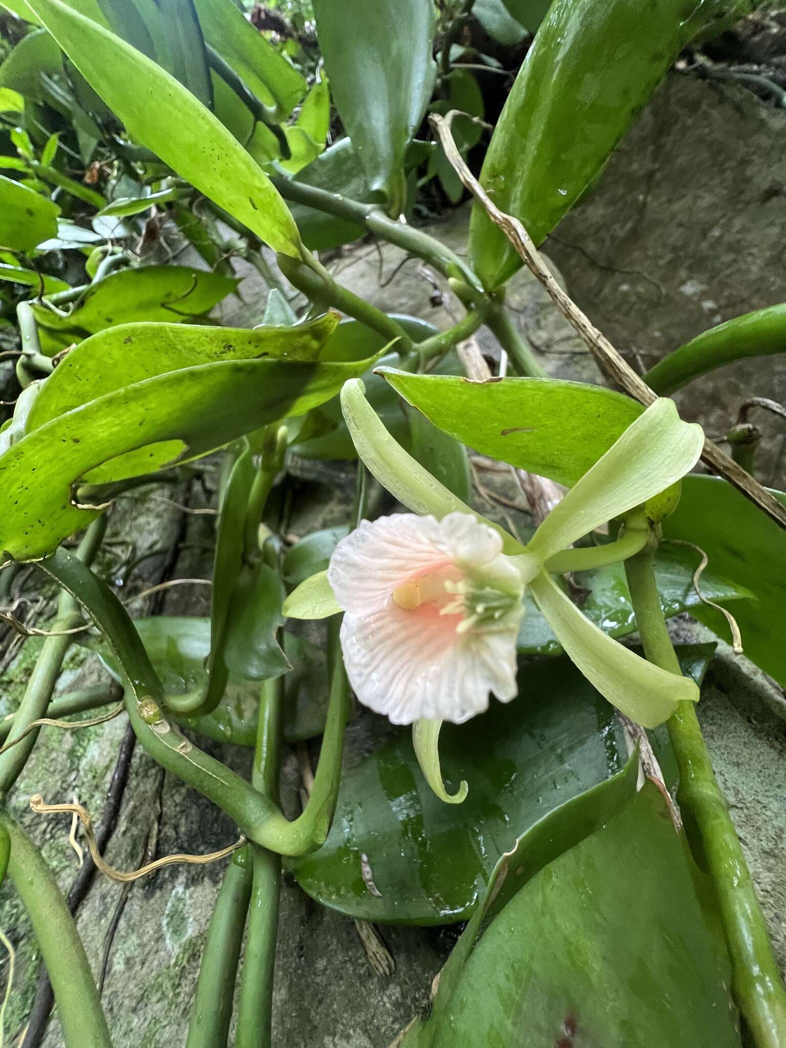 Image of Vanilla somae Hayata