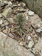 Image of Orostachys fimbriata (Turcz.) Berger