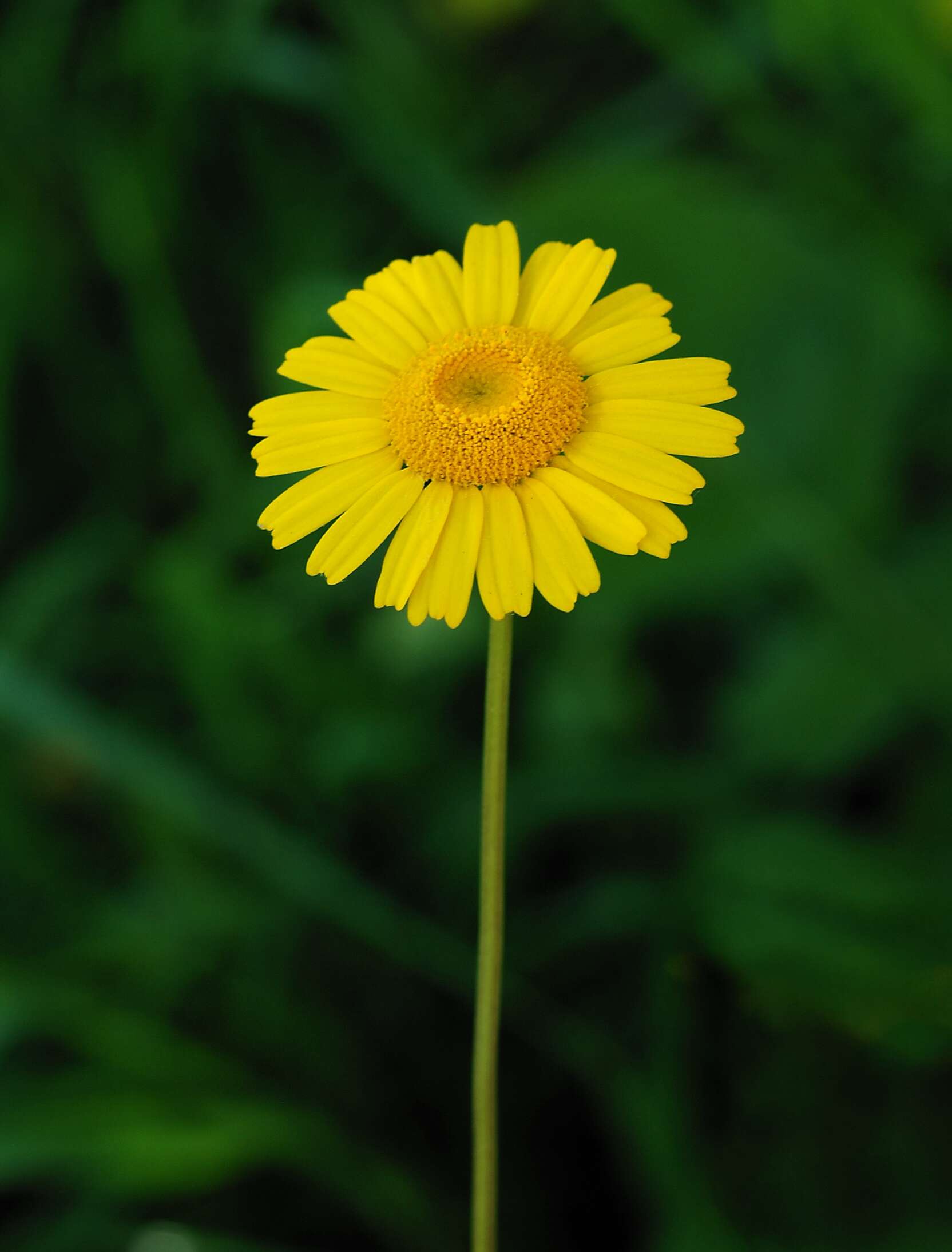 Image of Coleostephus myconis (L.) Rchb. fil.