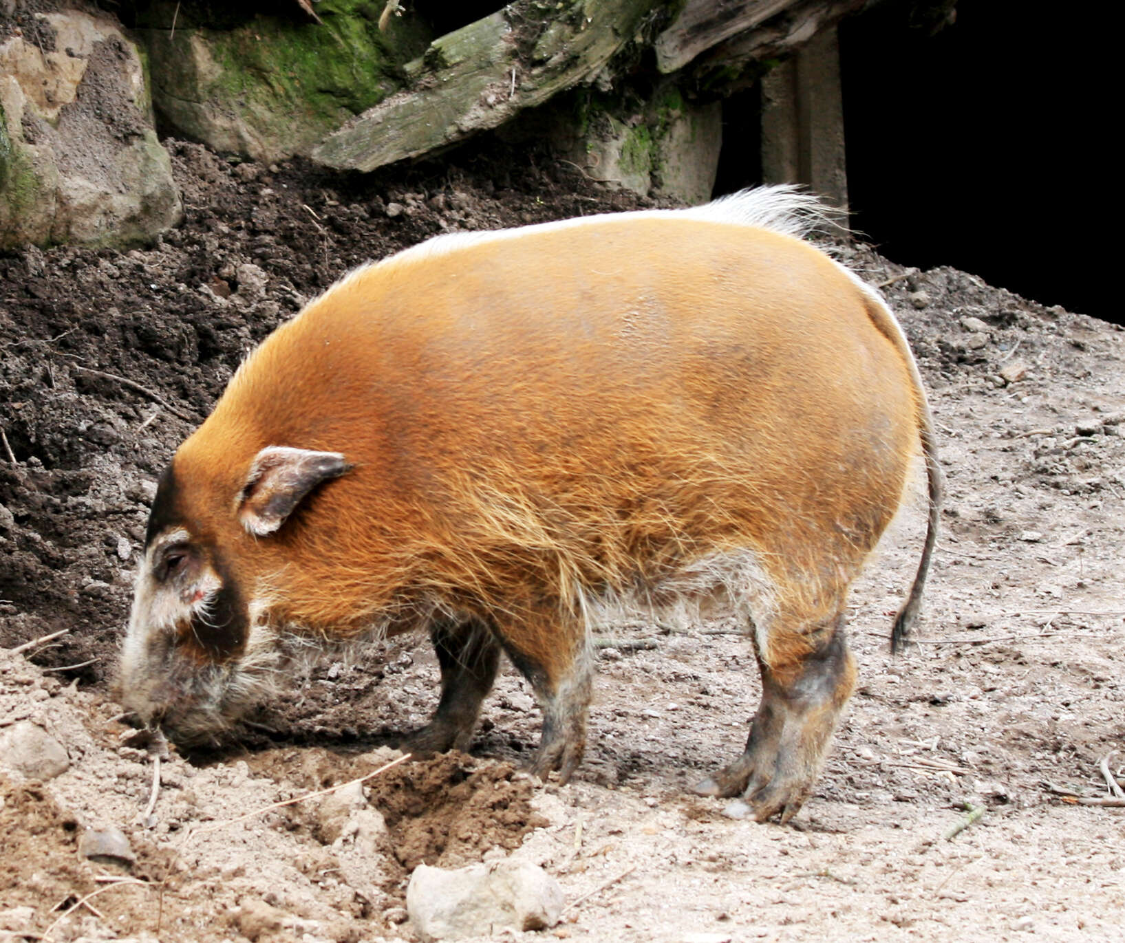 Image of African Bush Pig