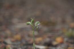 Image of Pterostylis ciliata M. A. Clem. & D. L. Jones