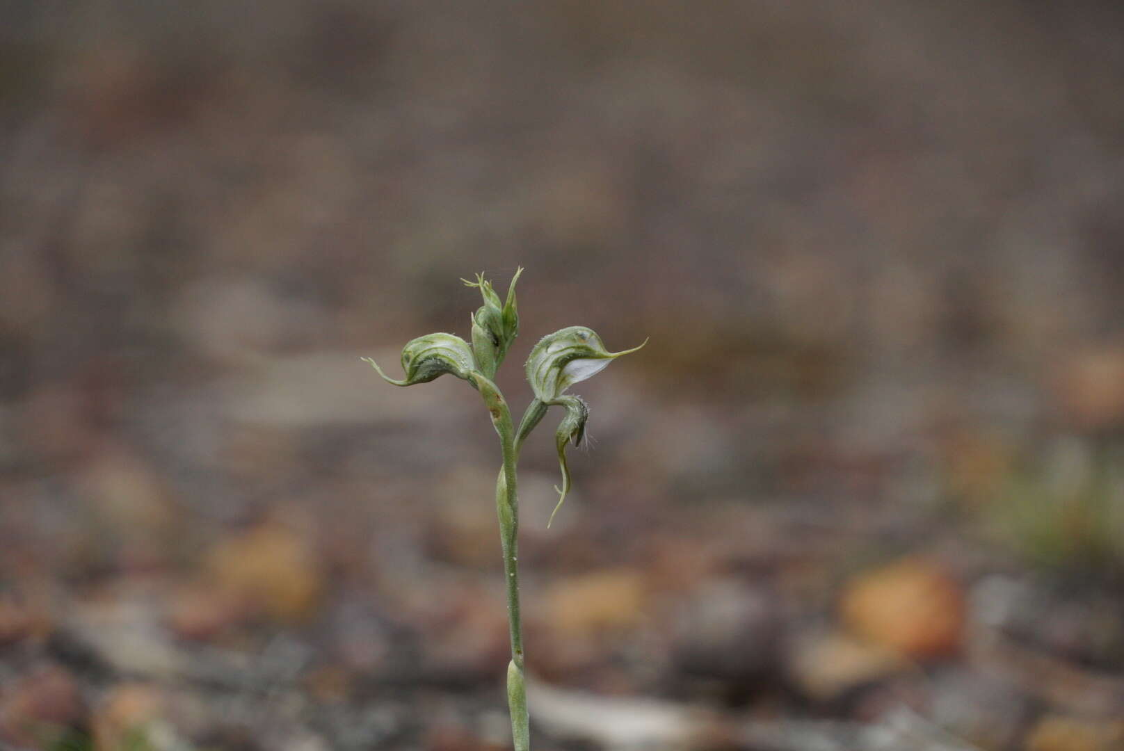 Image of Pterostylis ciliata M. A. Clem. & D. L. Jones