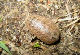 Image of Helleria brevicornis Ebner 1868