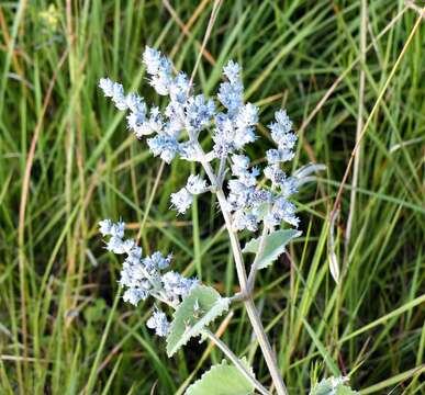 Image of Cantinoa althaeifolia (Pohl ex Benth.) Harley & J. F. B. Pastore