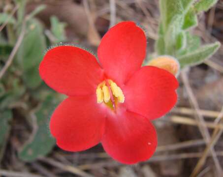 Image of wild petunia