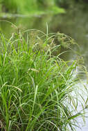 Image of Scirpus radicans Schkuhr