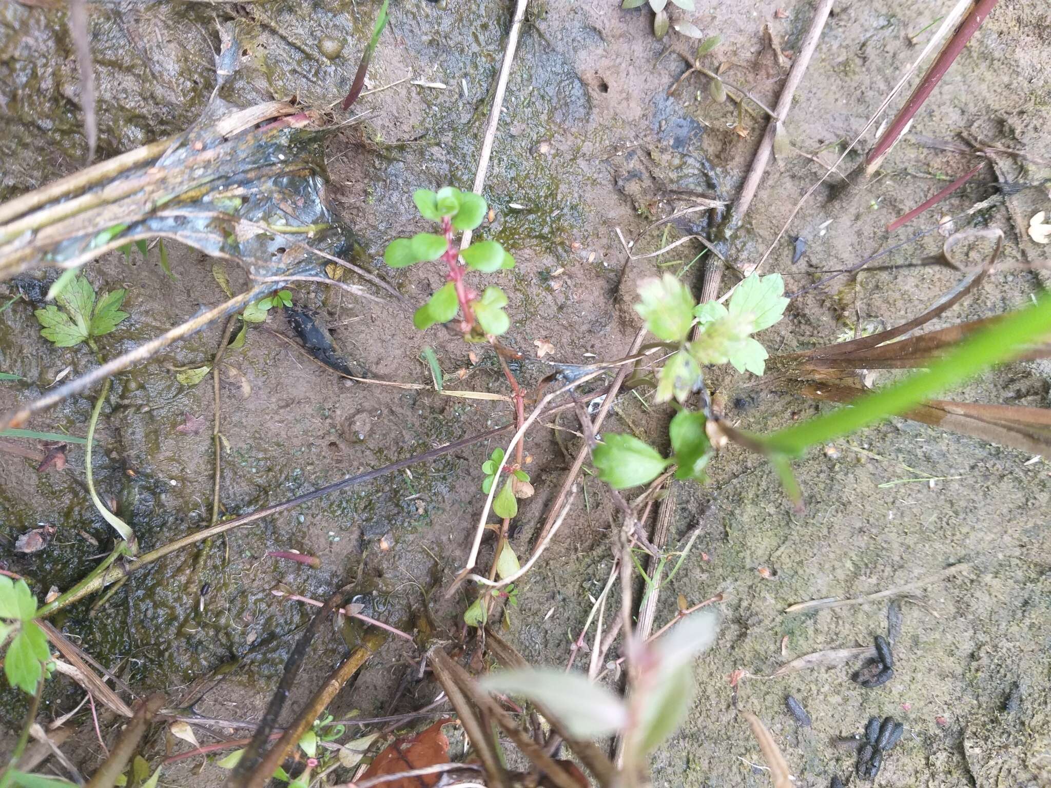 Plancia ëd Lythrum portula (L.) D. A. Webb